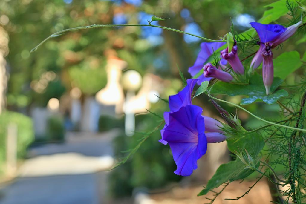 Village De Vacances Paese Di Lava, Grand Ajaccio アラタ エクステリア 写真